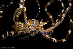 Mimic octopus in Ambon by Marco Maccarelli 